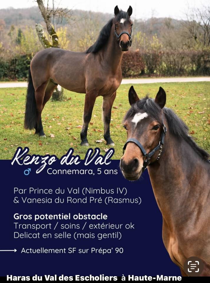 Castrone Connemara In vendita 2020 Baio ,  PRINCE DU VAL