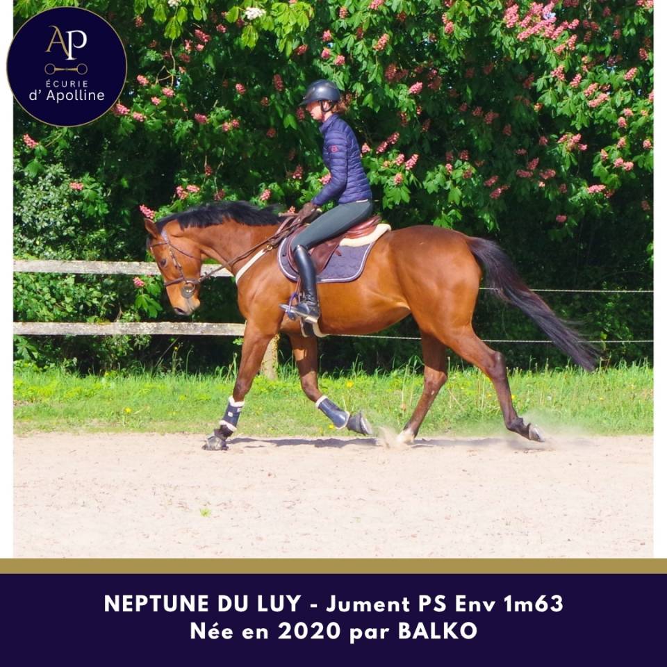 Cavalla Purosangue In vendita 2020 Baio ,  balko