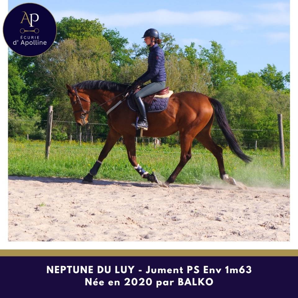 Cavalla Purosangue In vendita 2020 Baio ,  balko