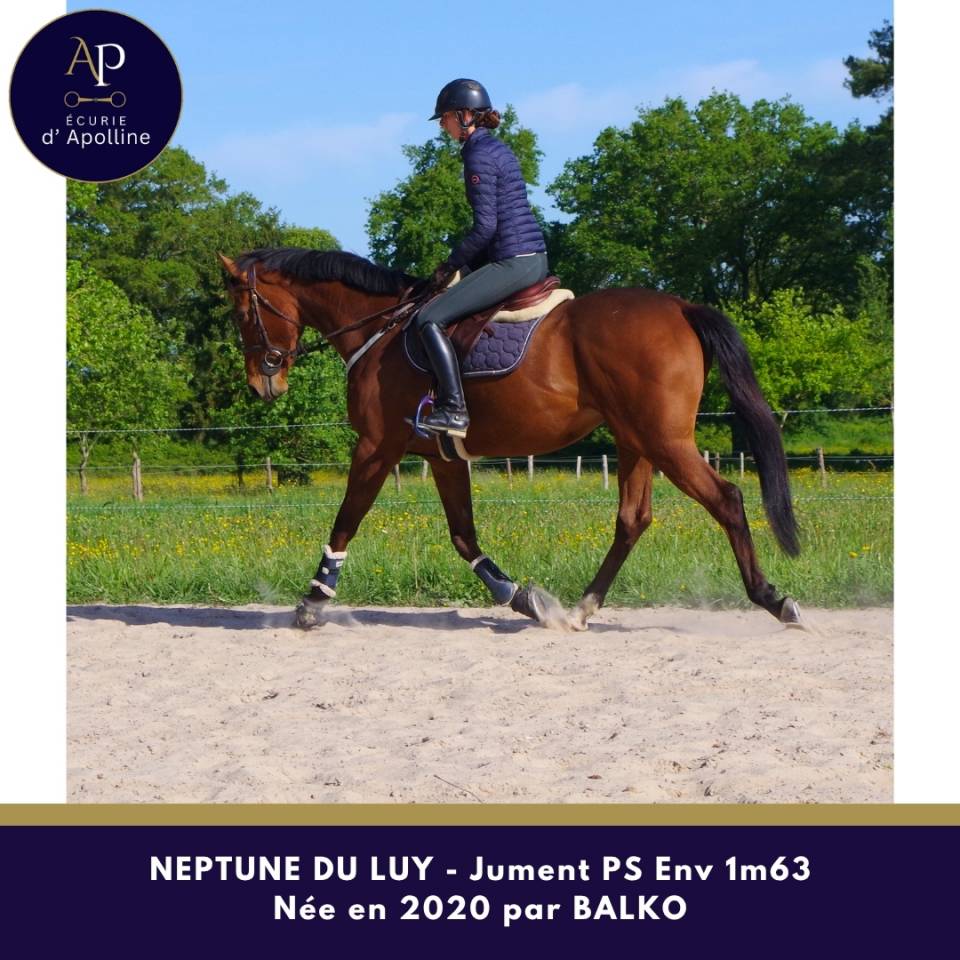 Cavalla Purosangue In vendita 2020 Baio ,  balko