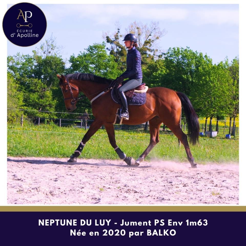 Cavalla Purosangue In vendita 2020 Baio ,  balko