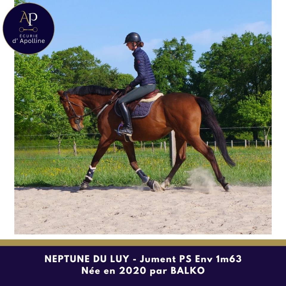 Cavalla Purosangue In vendita 2020 Baio ,  balko