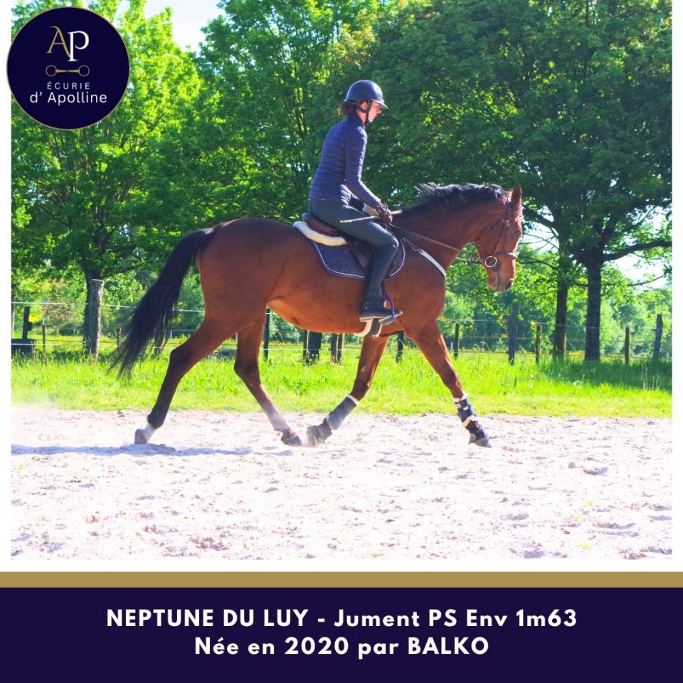 Cavalla Purosangue In vendita 2020 Baio ,  balko