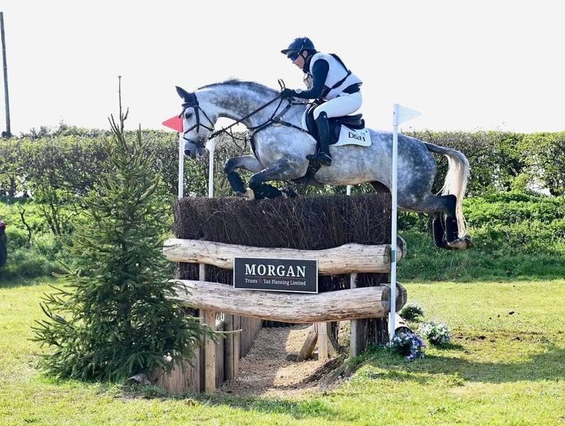 Cavalla Sella Francese In vendita 2015 Grigio