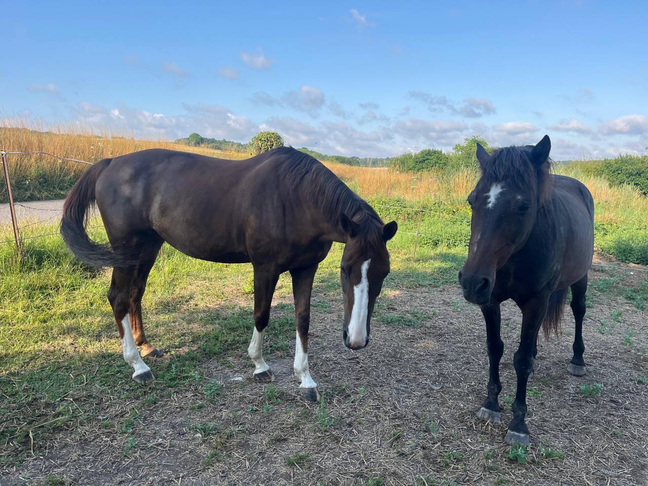 Cavalla Anglo-Arabe de Croisement In vendita 2012 Sauro ,  QUACK
