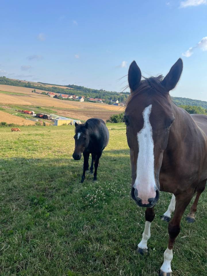 Cavalla Anglo-Arabe de Croisement In vendita 2012 Sauro ,  QUACK