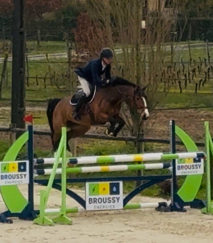 Cavalla Sella Francese In vendita 2020 Baio