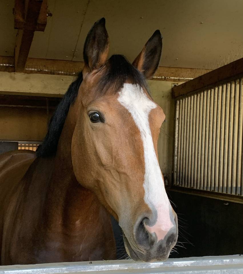 Cavalla Sella Francese In vendita 2020 Baio