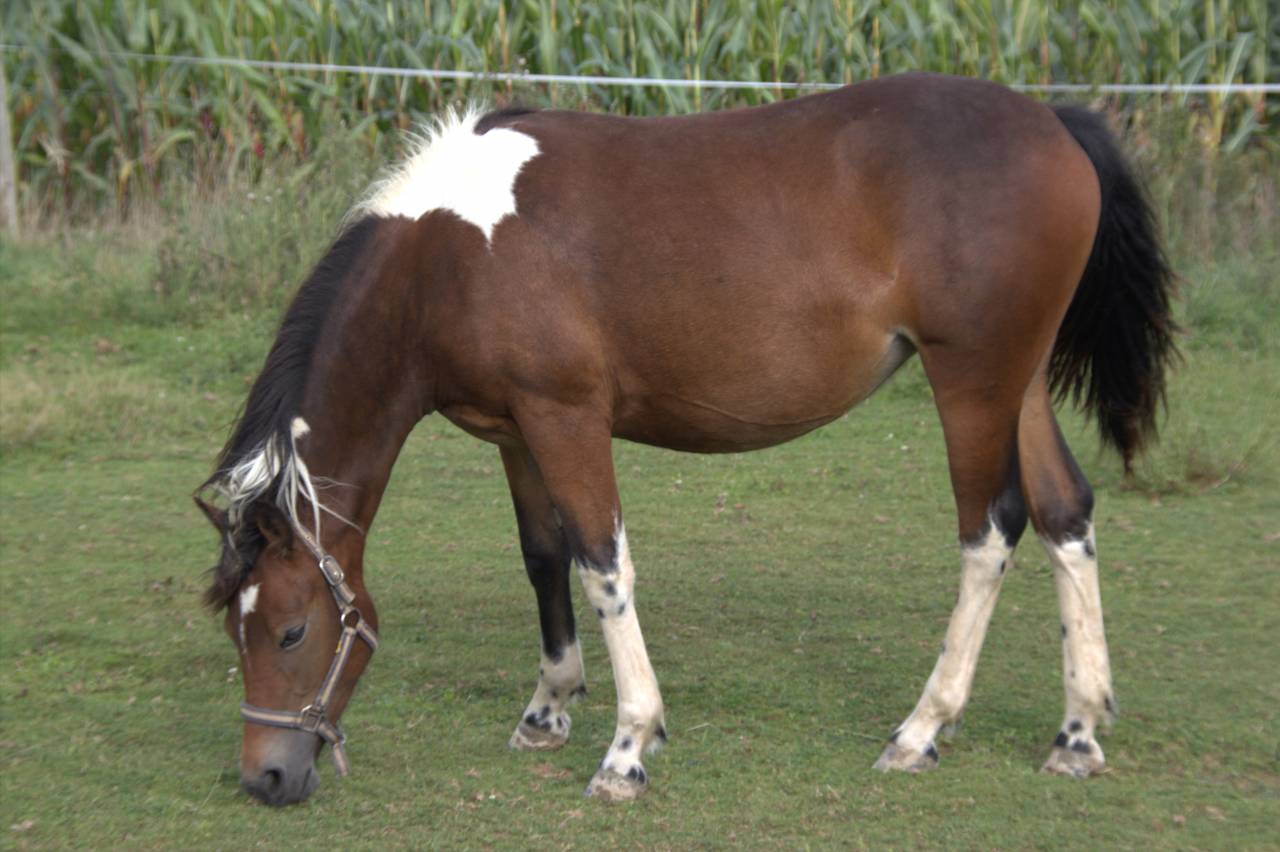 Cavalla PFS Pony Francese da Sella In vendita 2024 Pezzato