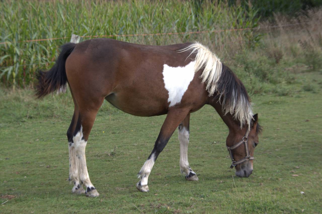 Cavalla PFS Pony Francese da Sella In vendita 2024 Pezzato