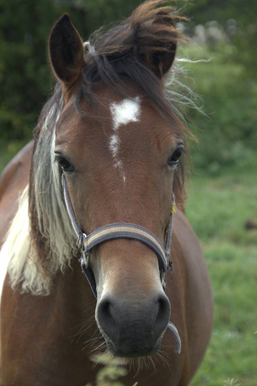 Cavalla PFS Pony Francese da Sella In vendita 2024 Pezzato