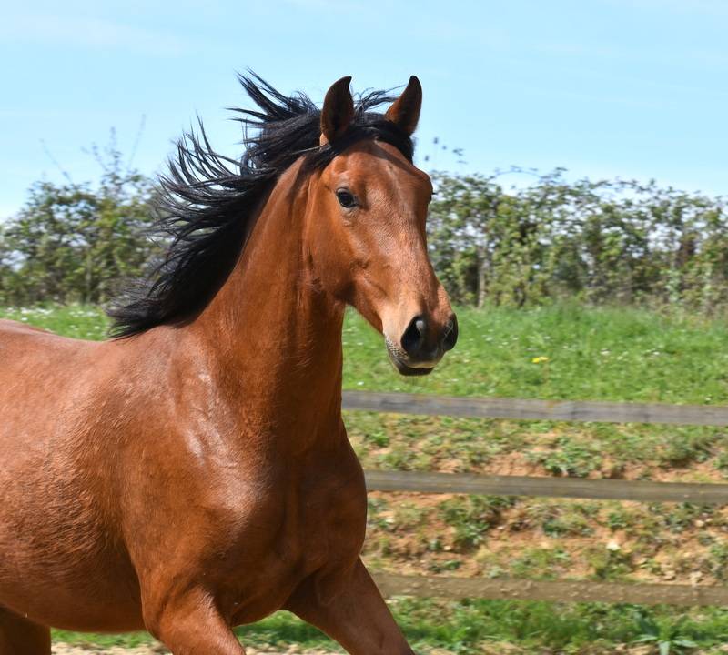 Castrone PRE Andaluso In vendita 2024 Baio