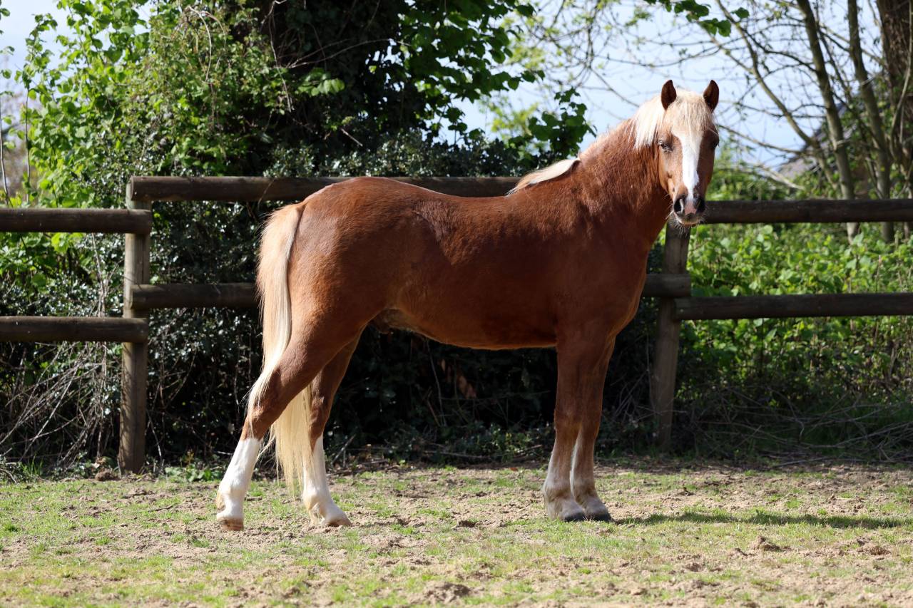 Castrone Welsh Poney (Sezione B) In vendita 2024 Crine lavato ,  KELHIOS DES BERTAINES