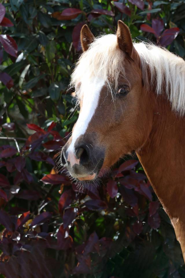 Castrone Welsh Poney (Sezione B) In vendita 2024 Crine lavato ,  KELHIOS DES BERTAINES