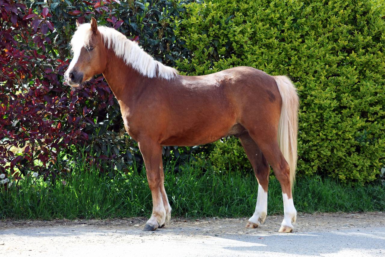 Castrone Welsh Poney (Sezione B) In vendita 2024 Crine lavato ,  KELHIOS DES BERTAINES