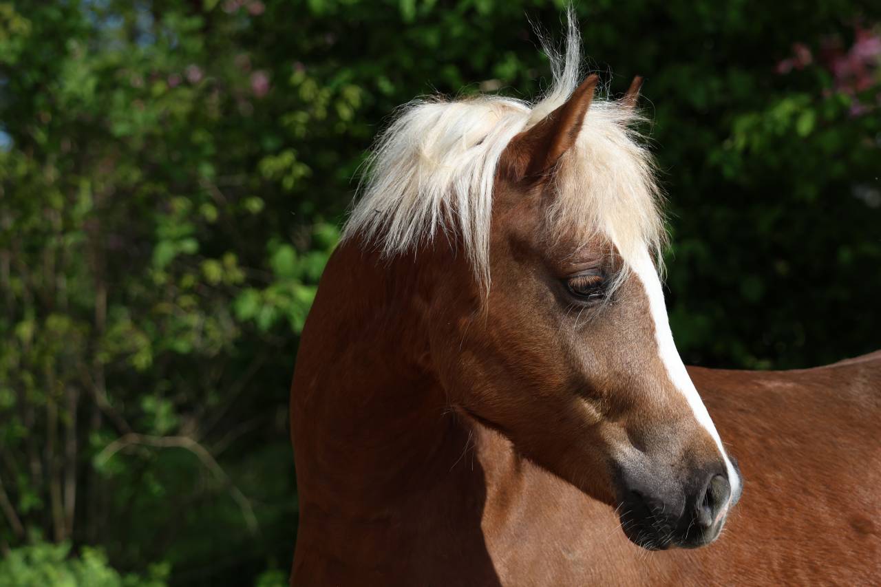 Castrone Welsh Poney (Sezione B) In vendita 2024 Crine lavato ,  KELHIOS DES BERTAINES