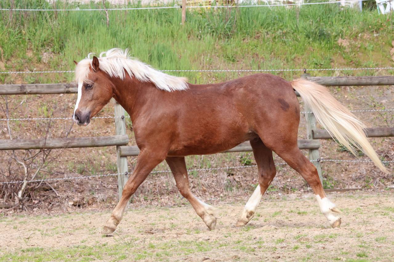 Castrone Welsh Poney (Sezione B) In vendita 2024 Crine lavato ,  KELHIOS DES BERTAINES