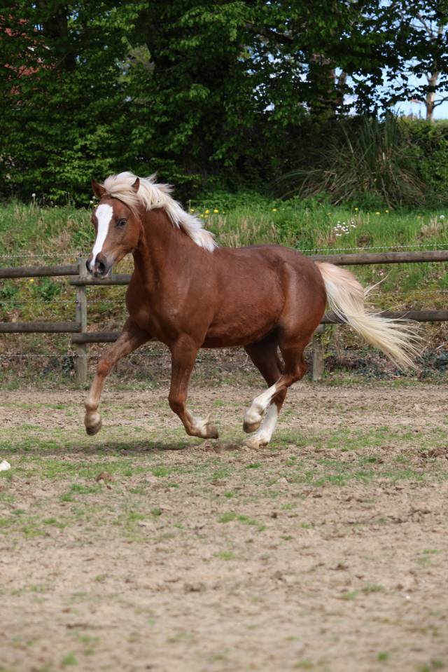 Castrone Welsh Poney (Sezione B) In vendita 2024 Crine lavato ,  KELHIOS DES BERTAINES