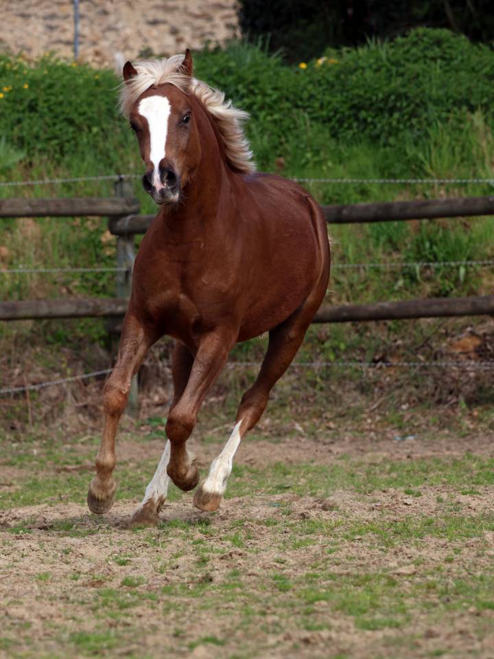 Castrone Welsh Poney (Sezione B) In vendita 2024 Crine lavato ,  KELHIOS DES BERTAINES