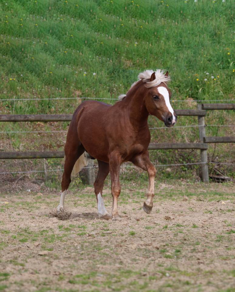 Castrone Welsh Poney (Sezione B) In vendita 2024 Crine lavato ,  KELHIOS DES BERTAINES