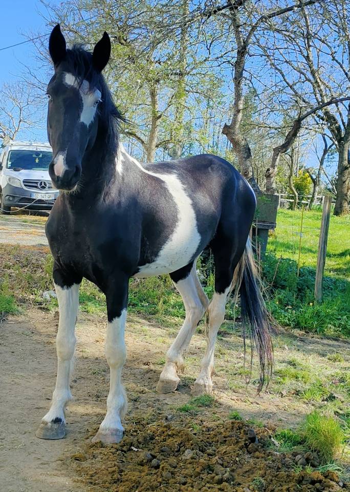 Intero Barock Pinto In vendita 2021 Pezzato ,  Harry des marleres
