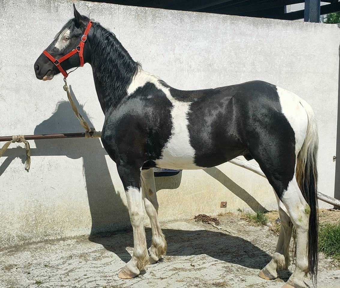 Intero Barock Pinto In vendita 2021 Pezzato ,  Harry des marleres