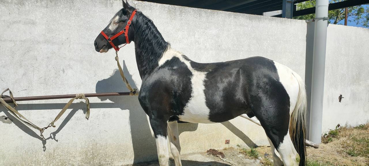 Intero Barock Pinto In vendita 2021 Pezzato ,  Harry des marleres