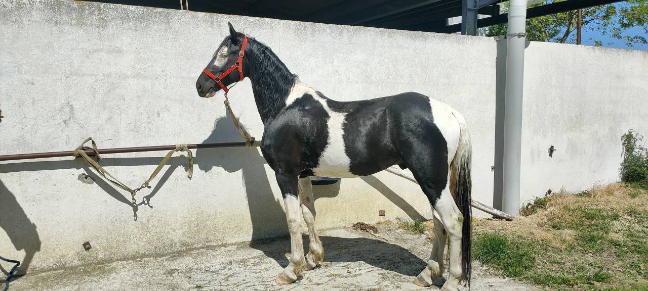 Intero Barock Pinto In vendita 2021 Pezzato ,  Harry des marleres