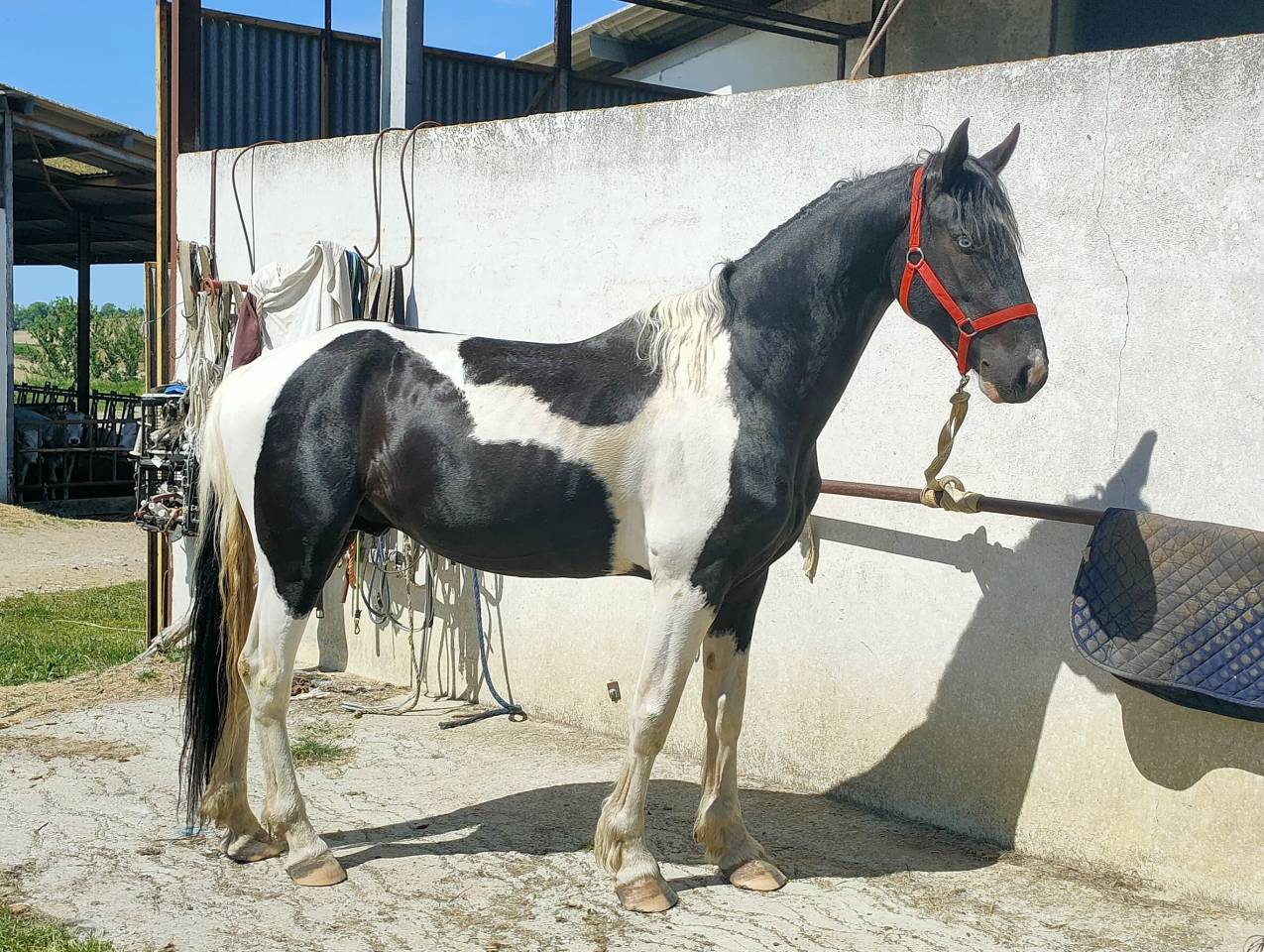 Intero Barock Pinto In vendita 2021 Pezzato ,  Harry des marleres