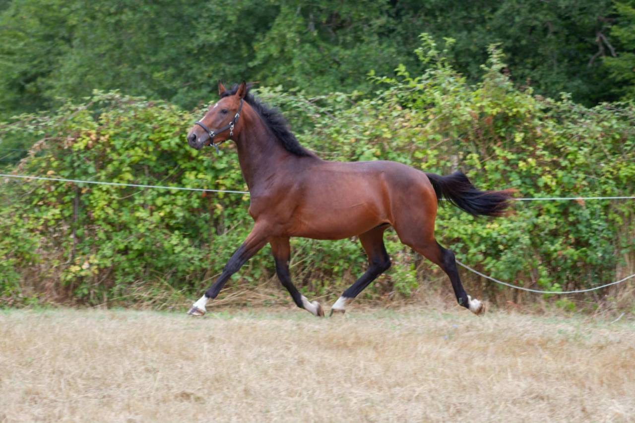 Intero Zangersheide In vendita 2023 Baio