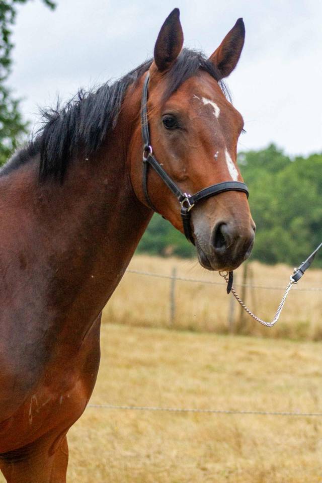 Intero Zangersheide In vendita 2023 Baio