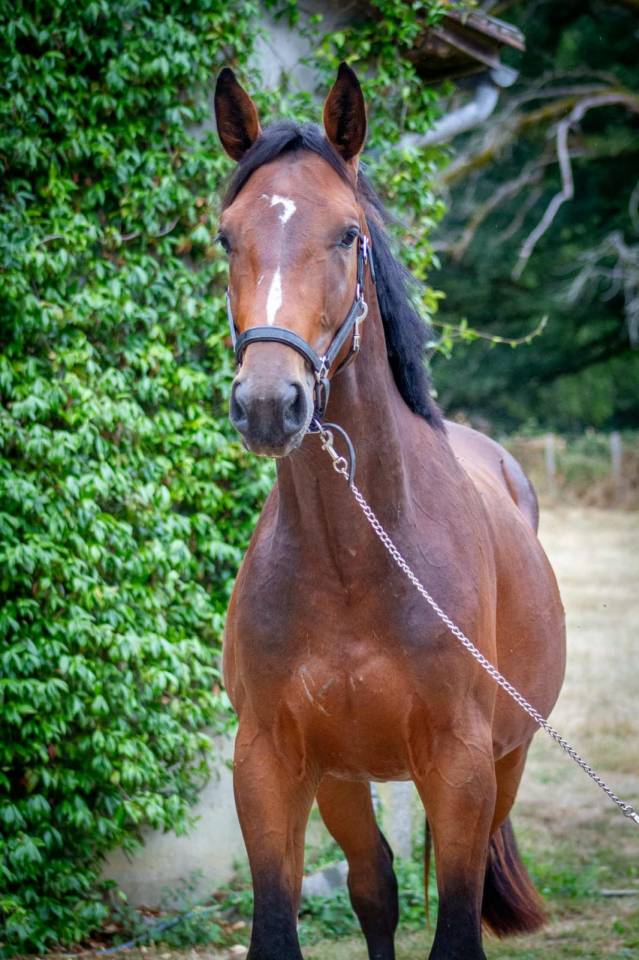 Intero Zangersheide In vendita 2023 Baio