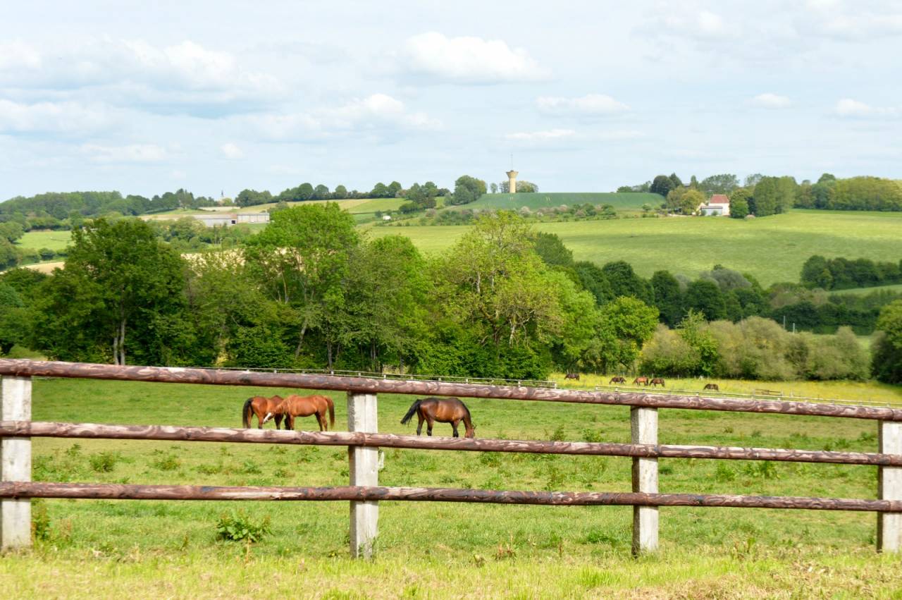 Centro di stagione cavallo In vendita Orne