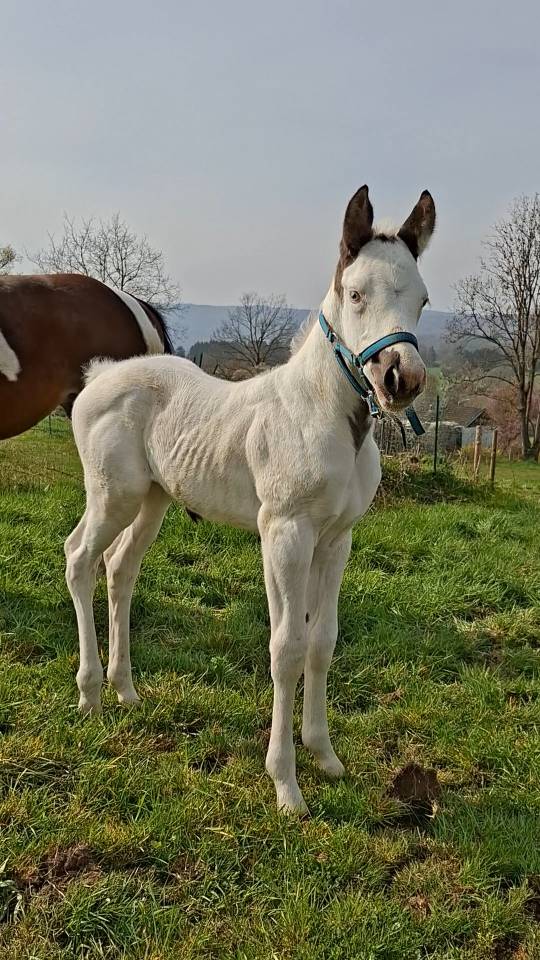 Puledra Razze di cavalli non conosciute In vendita 2026 Tovero