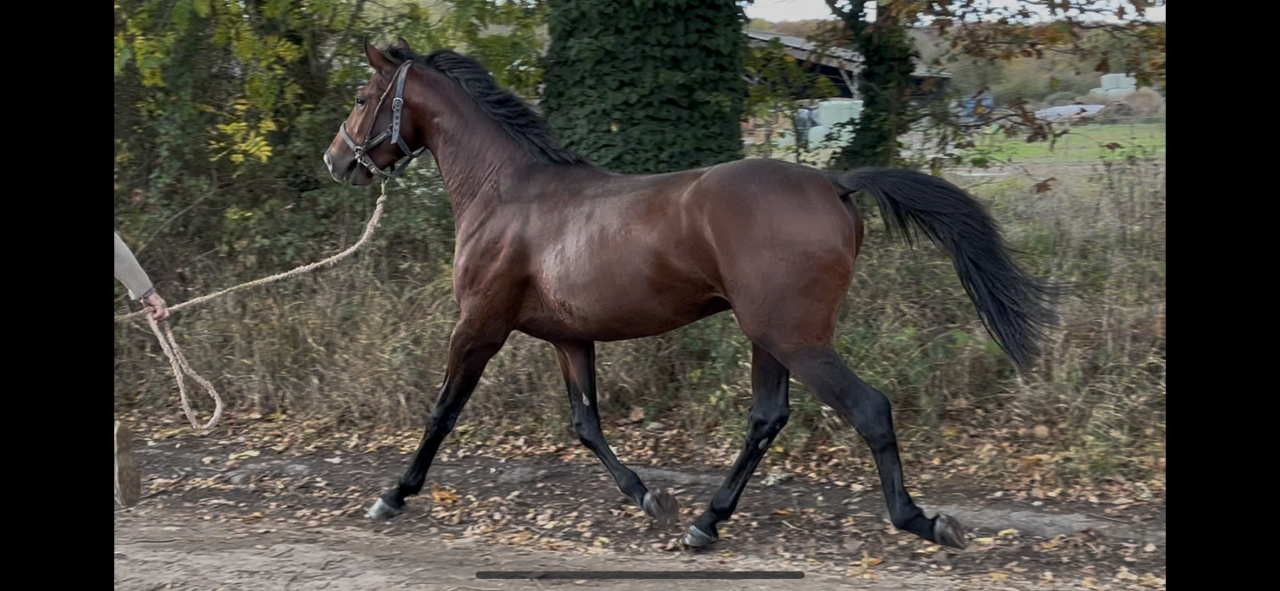 Tirocinante - Tirocinante Part-time - Calvados Francia
