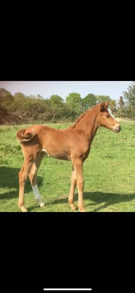 Apprendista - Apprendista Part-time - Calvados Francia