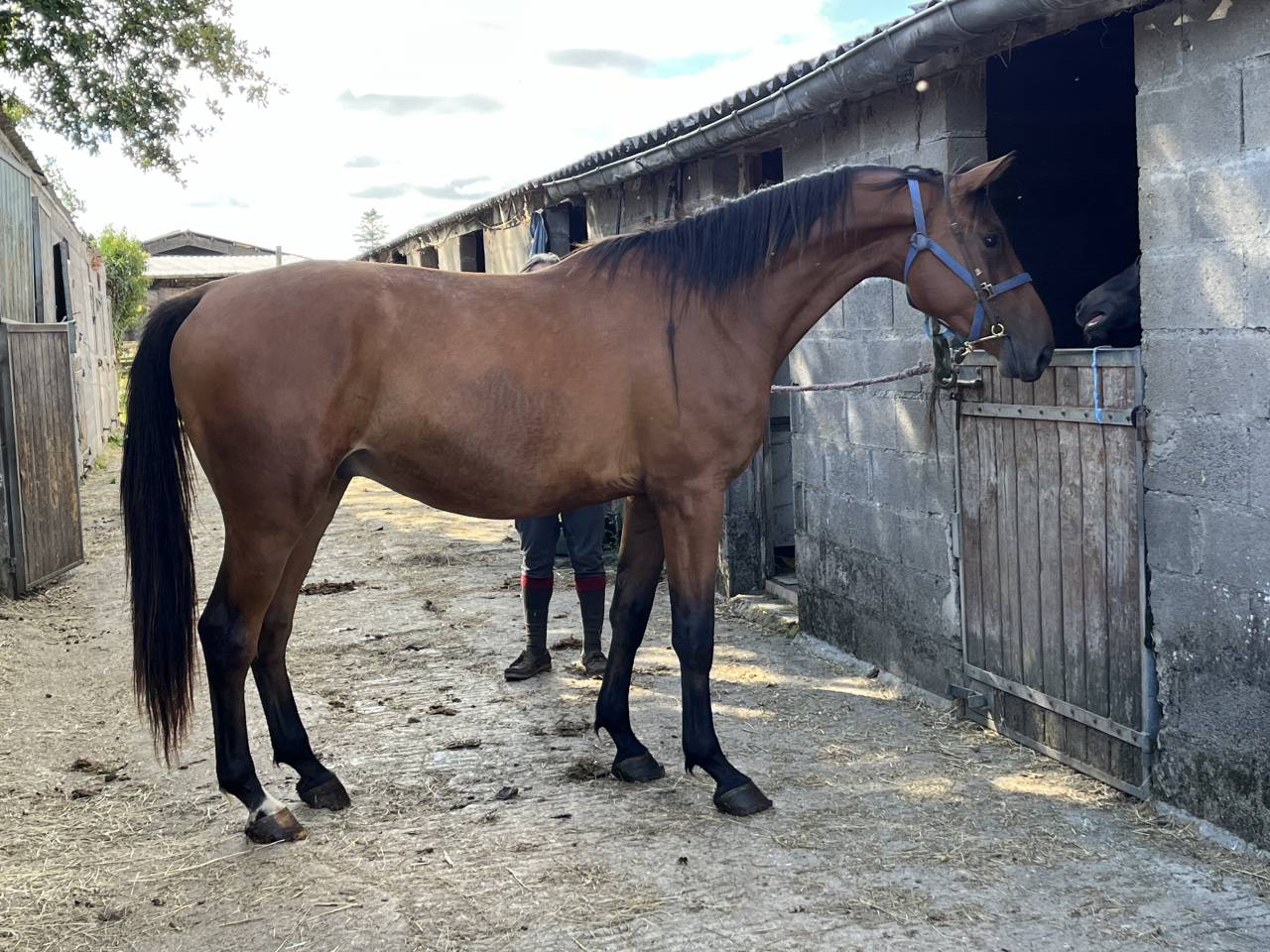 Apprendista - Apprendista Part-time - Calvados Francia