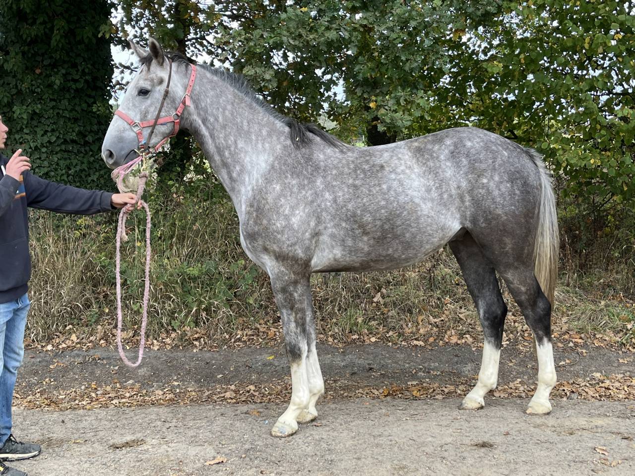 Apprendista - Apprendista Part-time - Calvados Francia