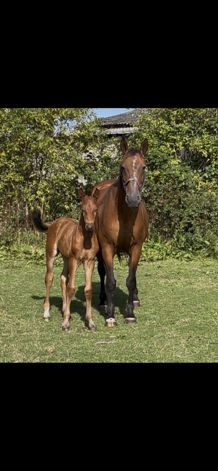 Apprendista - Apprendista Part-time - Calvados Francia