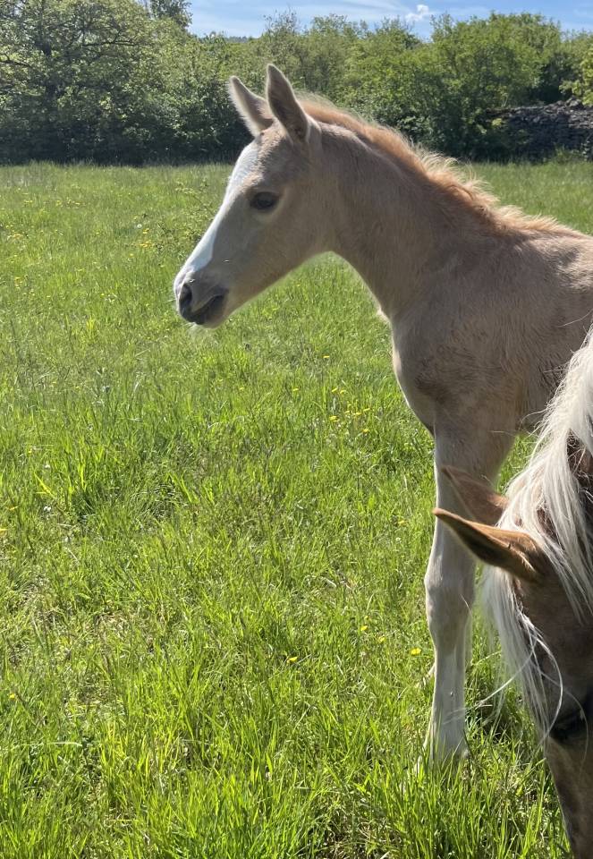 Puledro Sella Francese In vendita 2026 Palomino