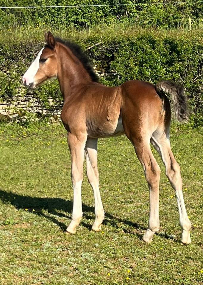 Puledro Sella Francese In vendita 2026 Baio ,  CANDY DE NANTUEL