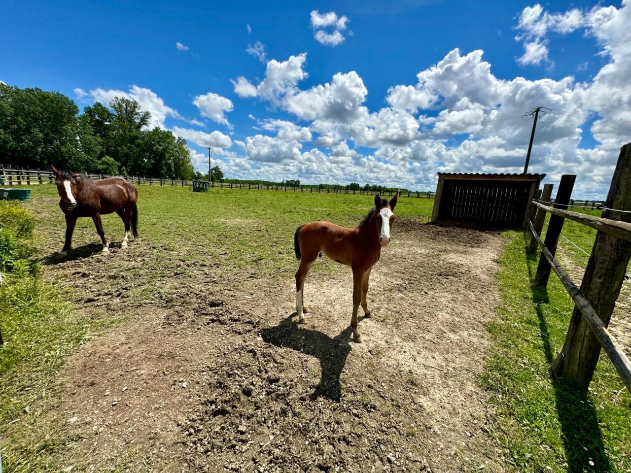 Propriet&agrave; equestre In vendita Tarn-et-Garonne