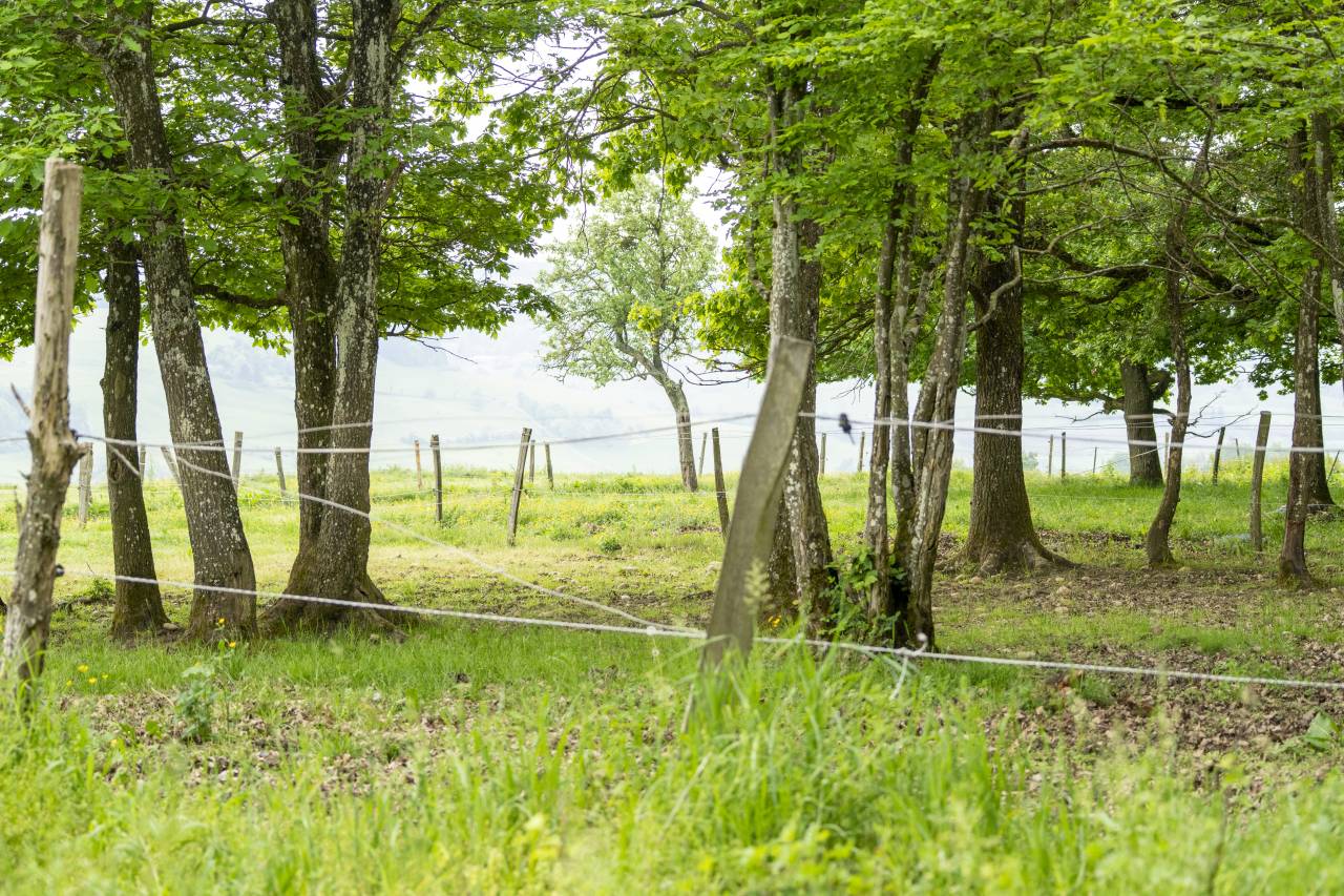 Centro di stagione cavallo In vendita Dr&ocirc;me