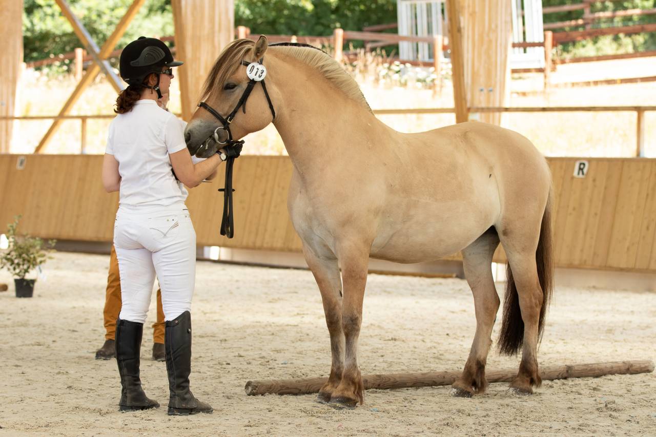 Cavalla Fjord In vendita 2018 Isabella
