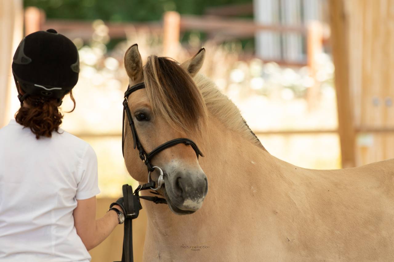 Cavalla Fjord In vendita 2018 Isabella