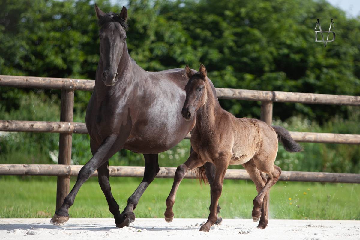 Puledra PRE Andaluso In vendita 2026 Nero ,  MUNECO DE LA ESPADA