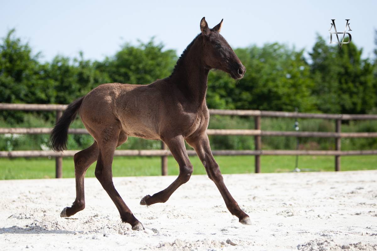Puledra PRE Andaluso In vendita 2026 Nero ,  MUNECO DE LA ESPADA