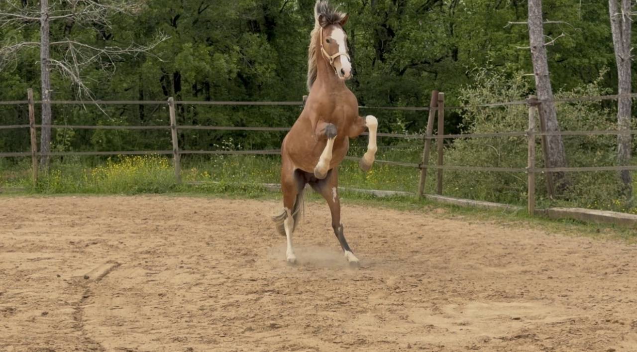 Intero Arabo Berbero In vendita 2020 Aub&egrave;re