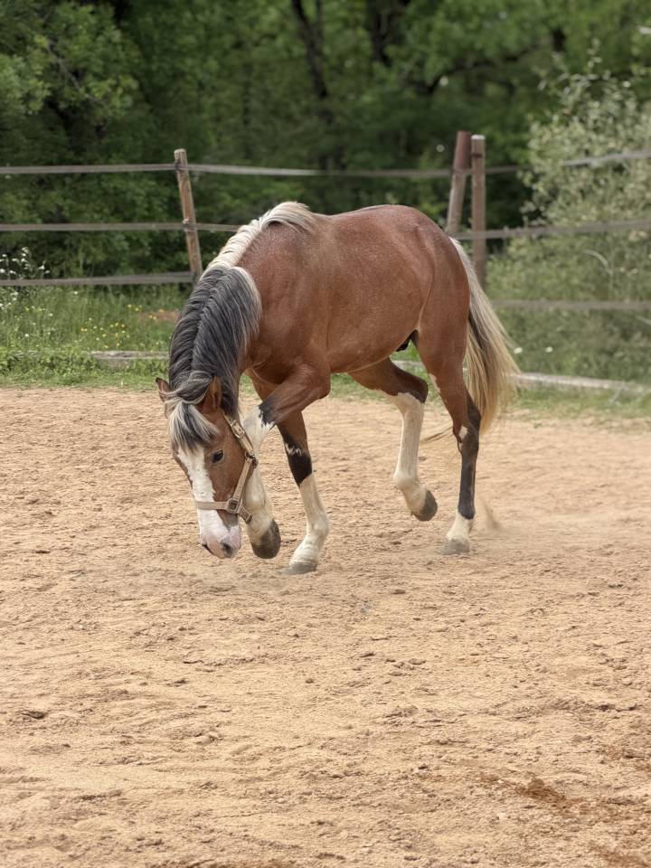 Intero Arabo Berbero In vendita 2020 Aub&egrave;re