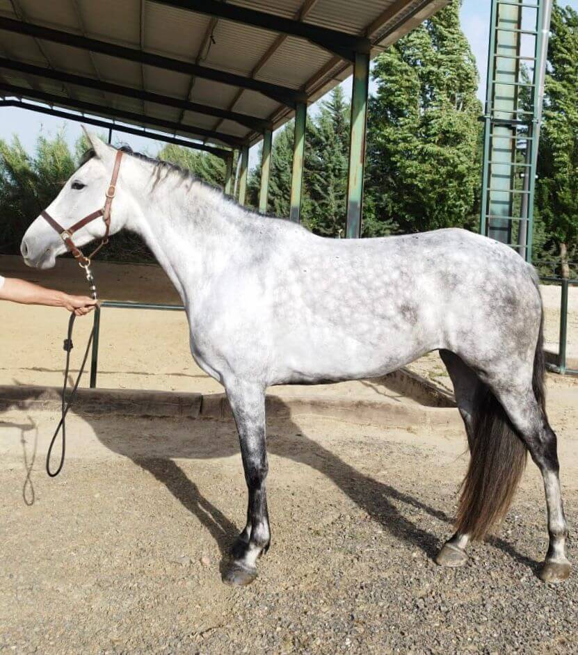 Cavalla CDE Caballo Deporte Espanol In vendita 2021 Grigio